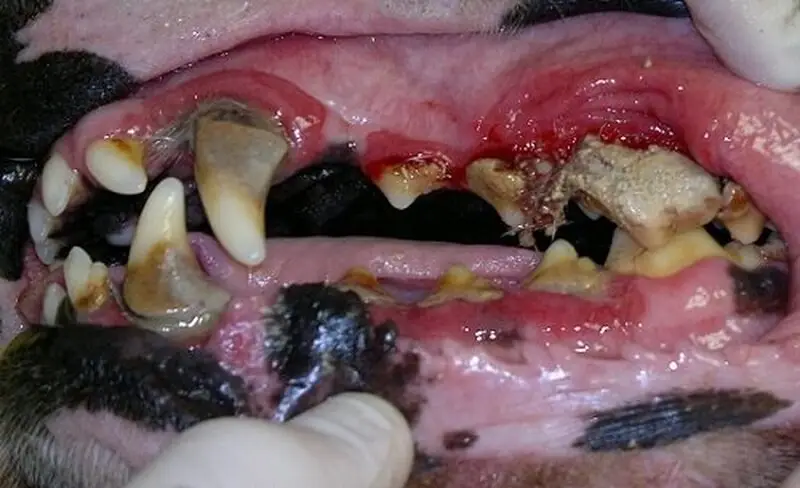 Панда, ветеринарная клиника