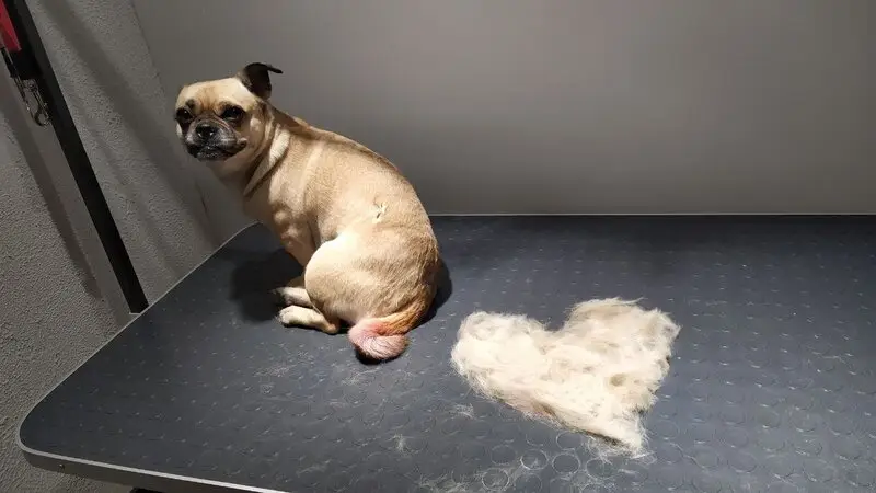 Груминг-студия Той