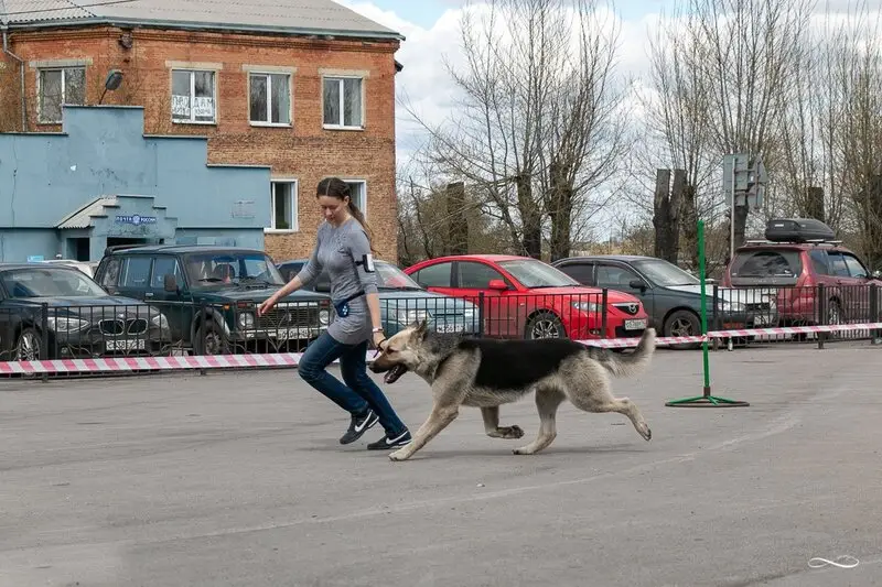 Кинологический клуб Фауна на проспекте Ленина