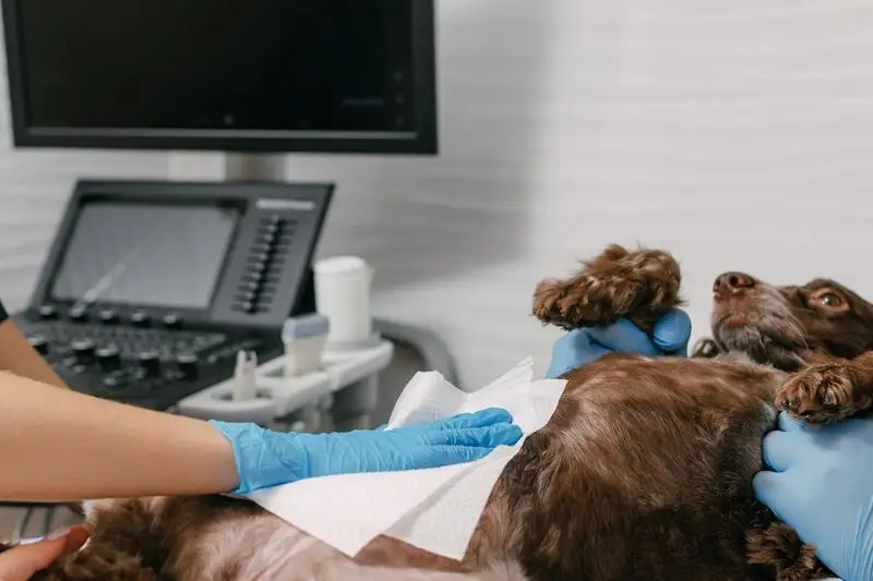 Бакс, ветеринарный центр