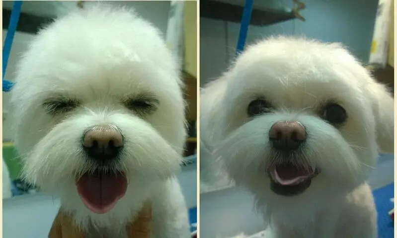 Зоосалон ЛапУсик