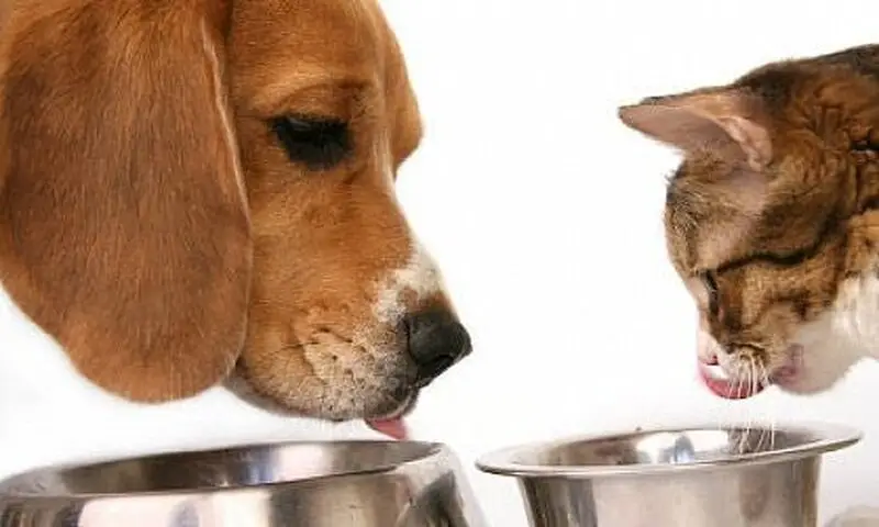 Зообутик Формула успеха