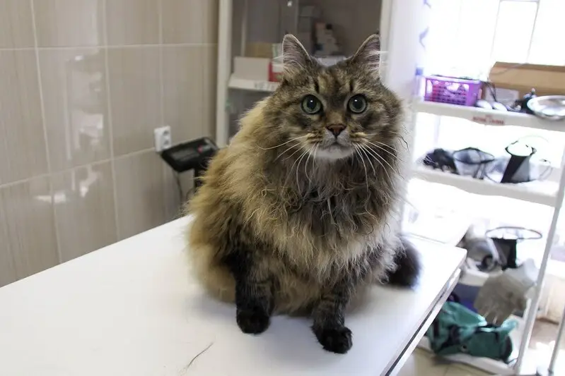 Докавет, ветеринарный центр