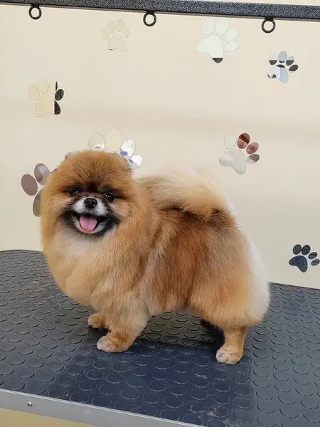 Студия груминга GroomДом