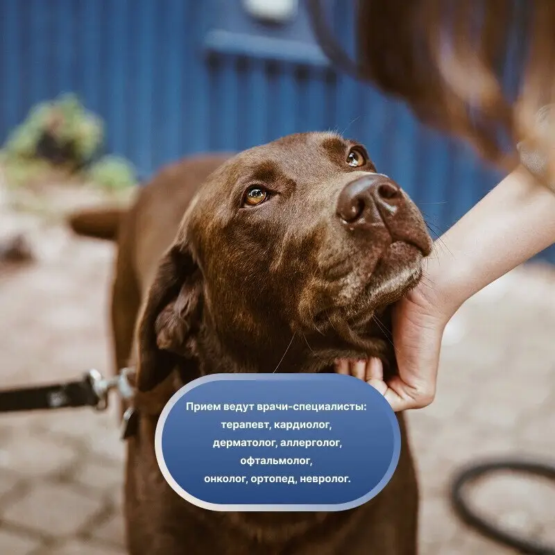 Амиго, ветеринарная клиника