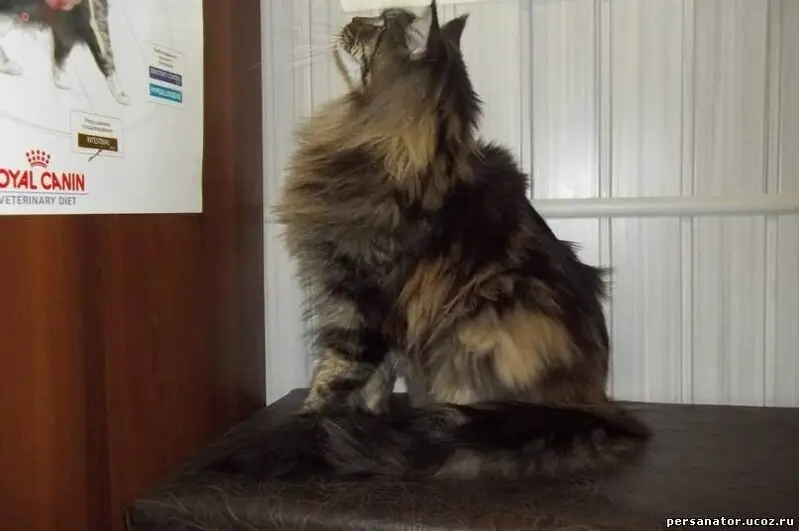 Persanator, ветеринарная клиника