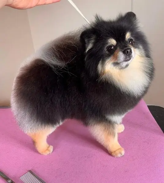 Зоосалон Happy Dog