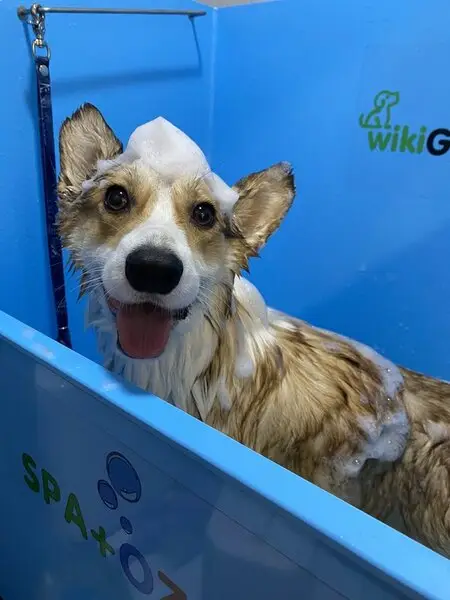 Груминг-студия Четыре Лапки