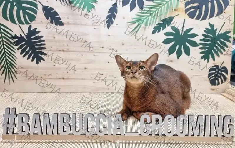 Груминг-студия Бамбуча