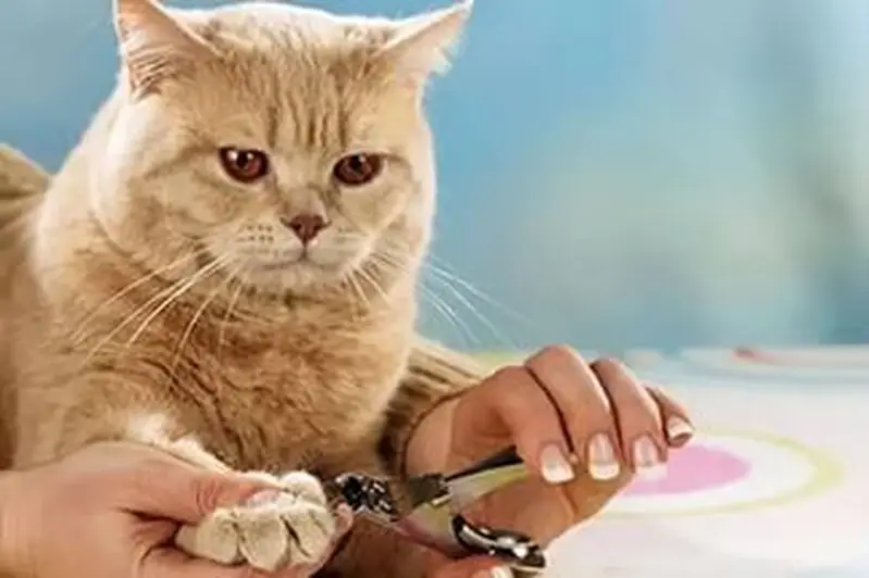 Джамбо, ветеринарная клиника