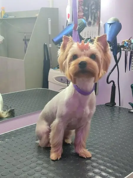 Пушистые лапки