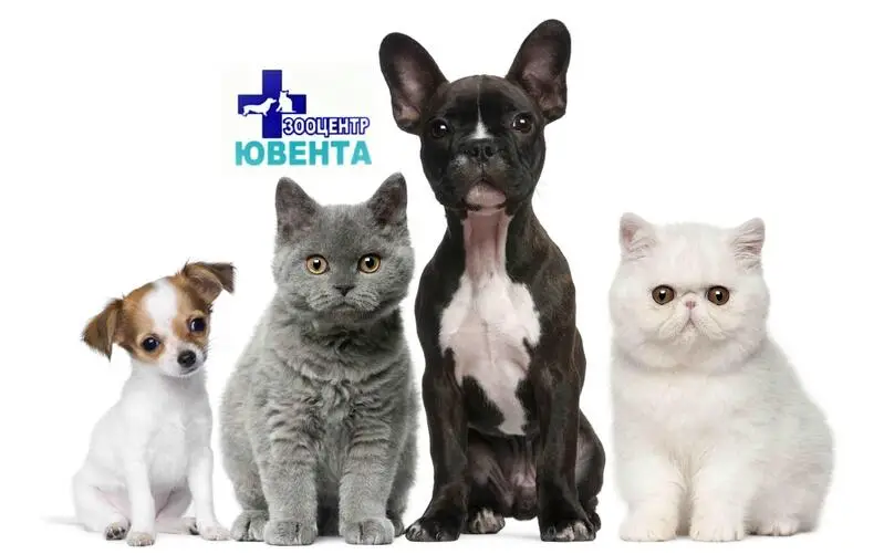 Ювента, сеть зооцентров