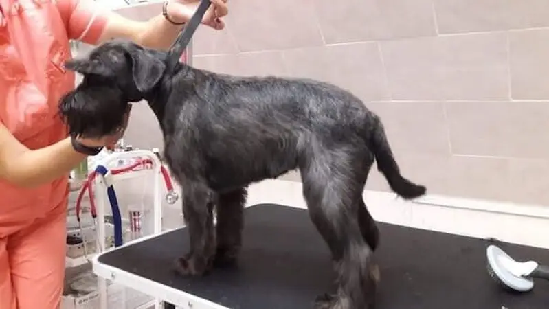 Джулия, ветеринарная клиника