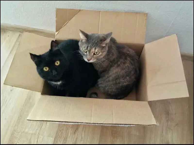 Vethouse, ветеринарный кабинет