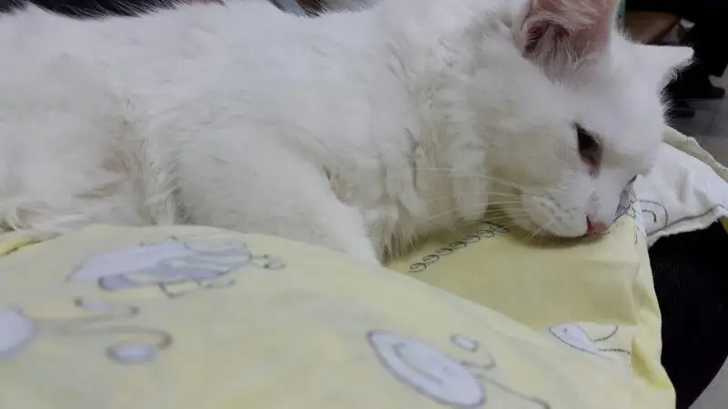 Амикус, ветеринарный центр