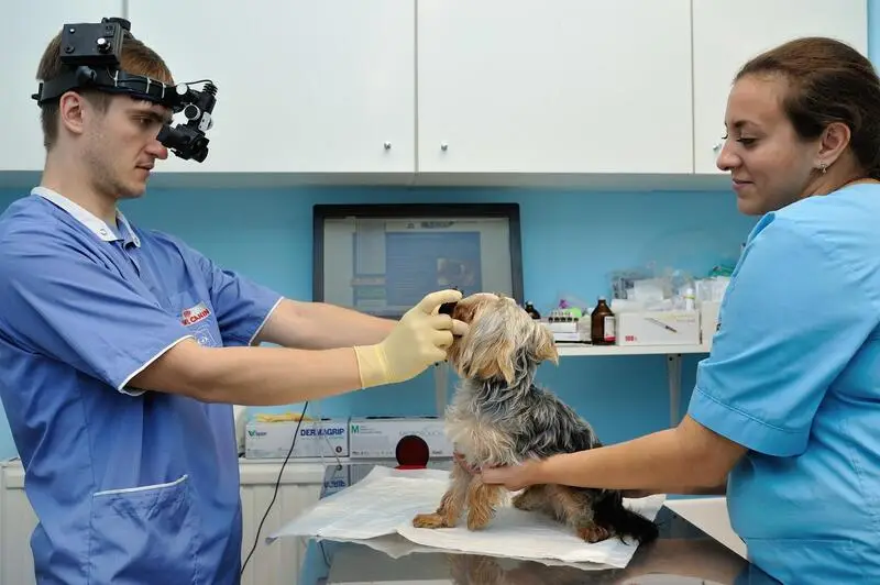 Чемпион, ветеринарная клиника