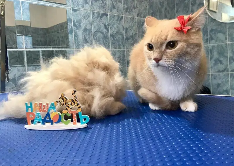 Студия стрижек собак и кошек на улице Верхние Поля