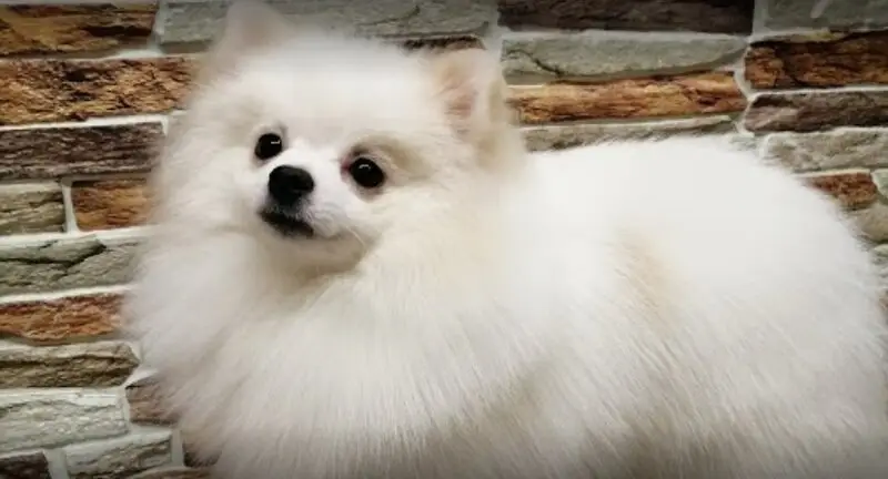 Груминг-салон Pet marafet