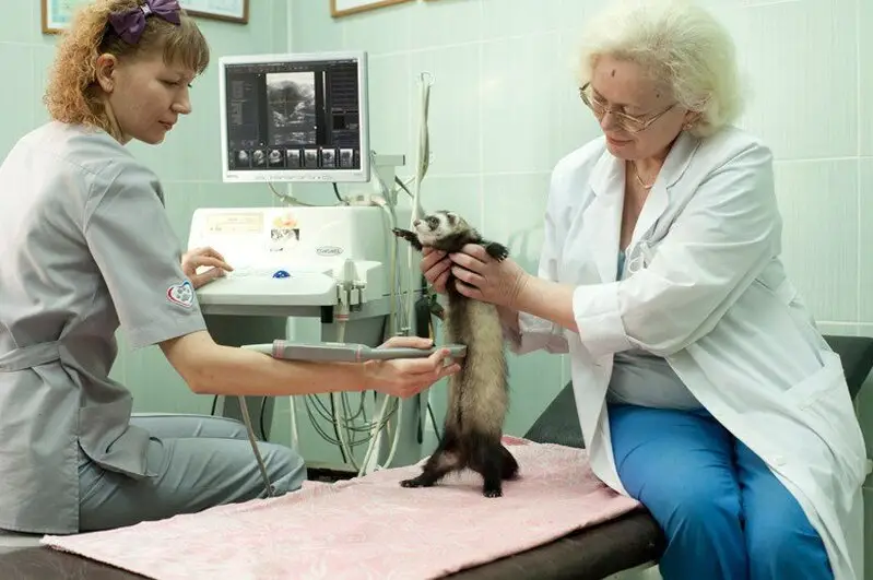 Ветеринарный центр 21 век