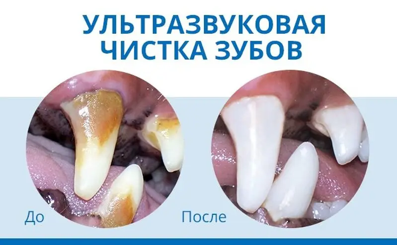 Сириус, ветеринарный центр