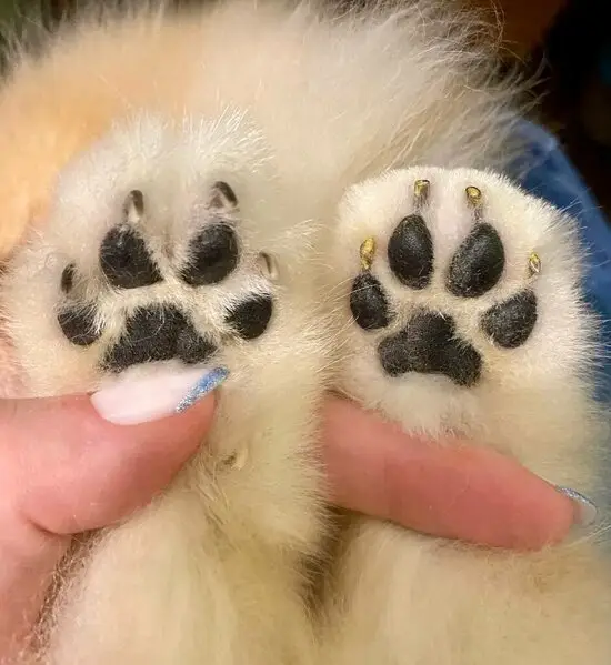 Зоосалон Грум-Эва