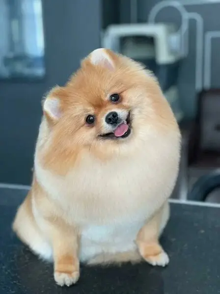 Груминг-салон Barberdog