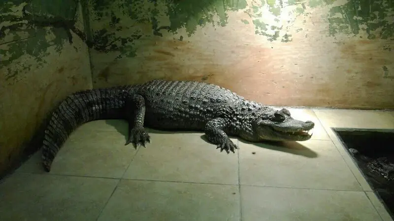 Акватеррариум