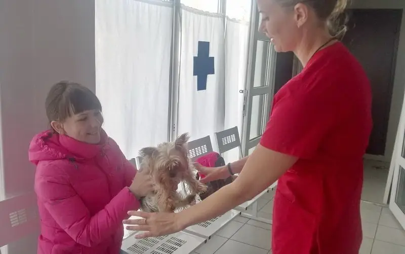 Веттайм, ветеринарная клиника