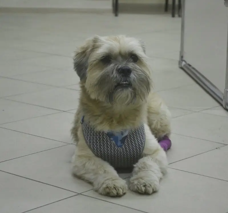 Ваш доктор, ветеринарная клиника