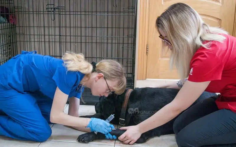 Алисавет, ветеринарная клиника