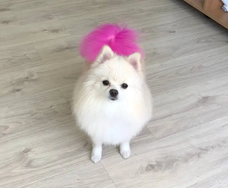 Груминг-салон Каштанка