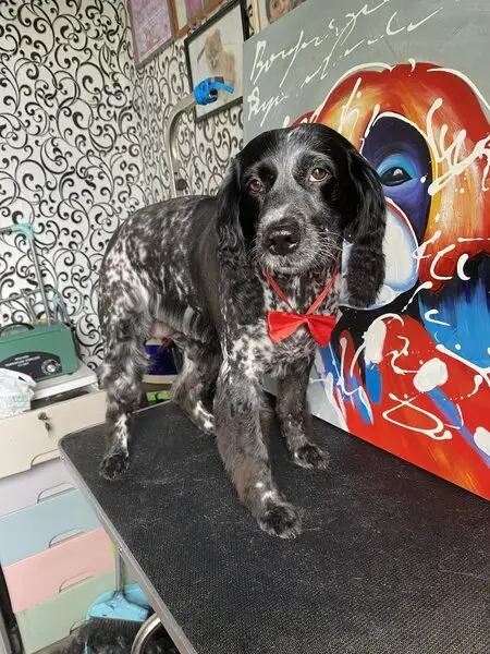 Студия груминга Студия груминга