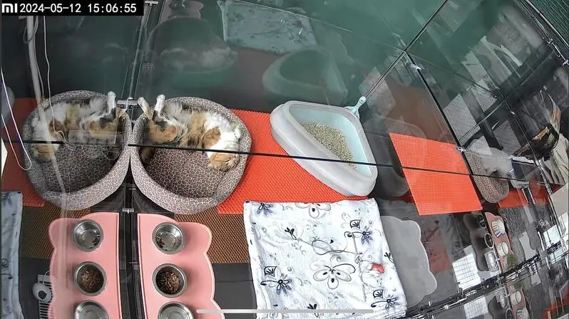 Усатые Гости