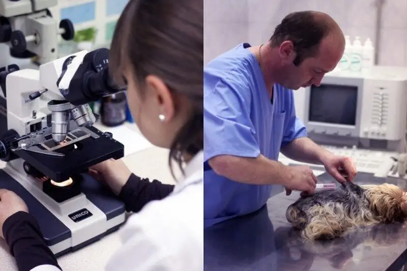 Эксперт, ветеринарная клиника