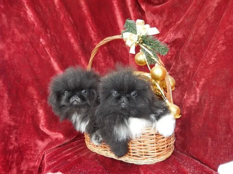 Питомник Большое чудо