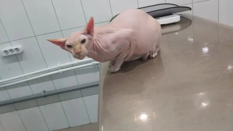 Зоополис, ветеринарная клиника