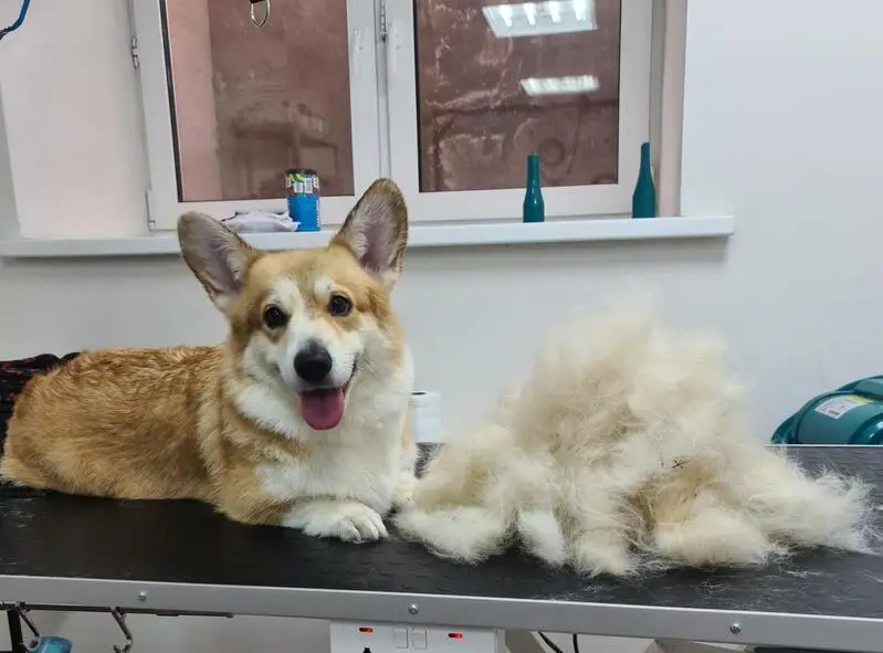 Зоосалон Pet master