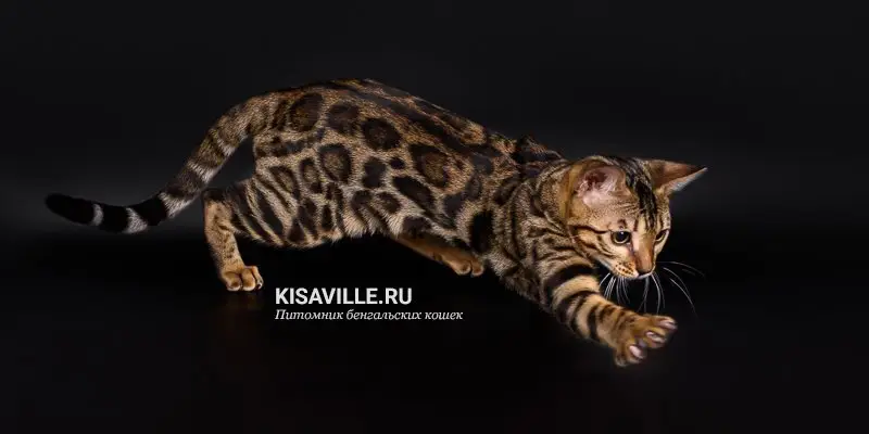 Питомник бенгальских кошек KisaVille на улице Остужева
