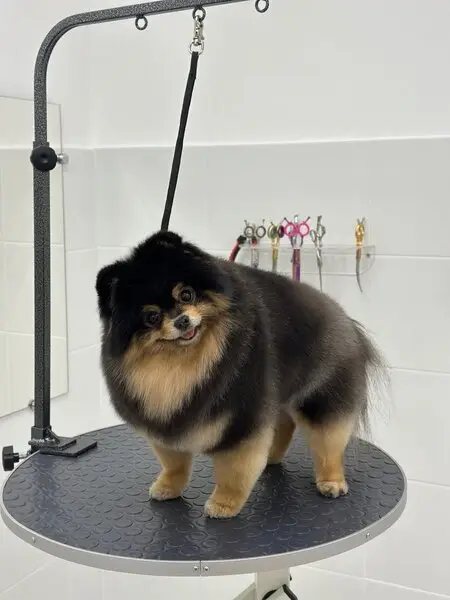 Зоосалон merle groom