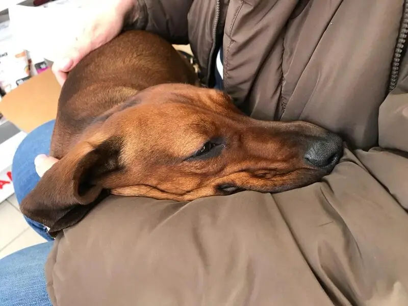 Евроветсервис, ветеринарная клиника