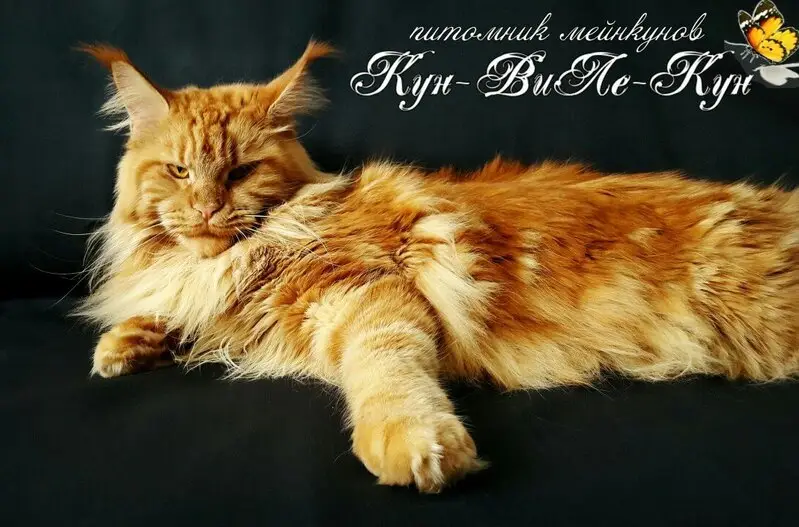 Питомник кошек породы мейн-кун Кун-виле-кун