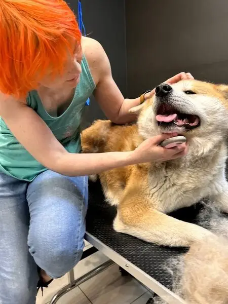 Груминг-салон ParaDogs