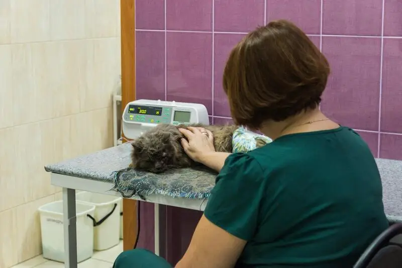 DSchon, ветеринарная клиника