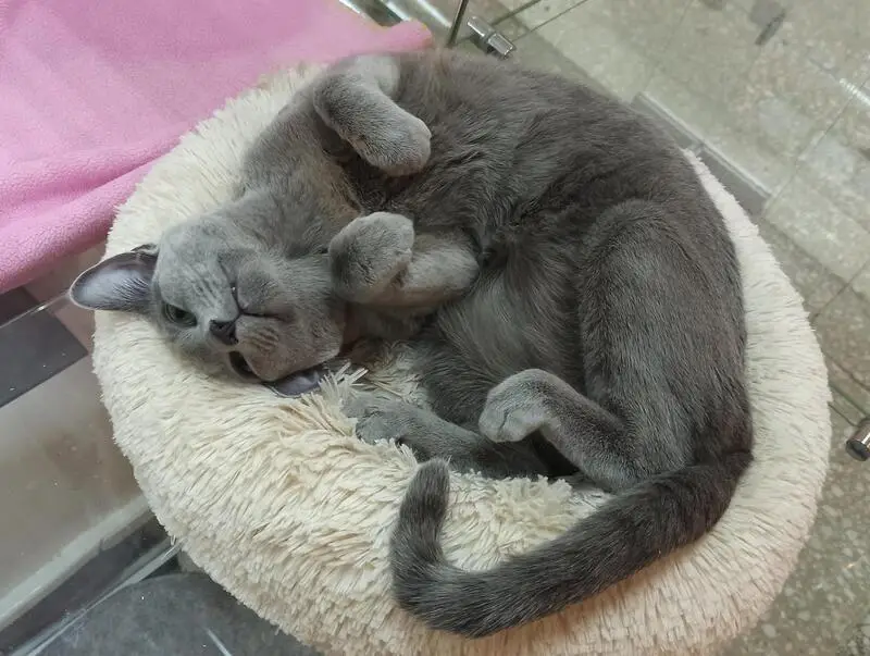 Гостиница для кошек Кот Босс в Мытищах