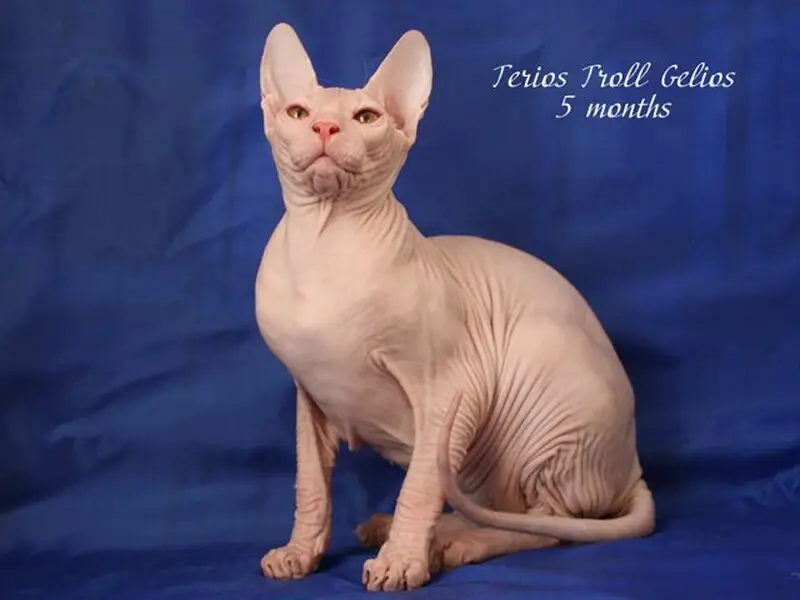 Клуб любителей кошек Котомир
