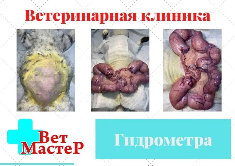 Ветеринарная клиника ВетМастер на Большой Санкт-Петербургской улице