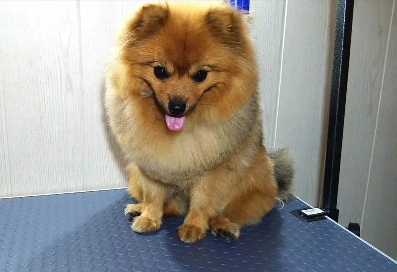 Зоосалон Groomstyle33