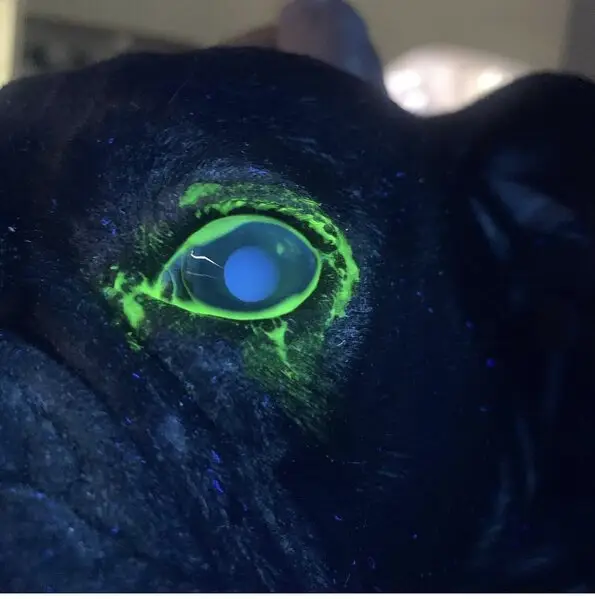 Лапка, ветеринарная клиника