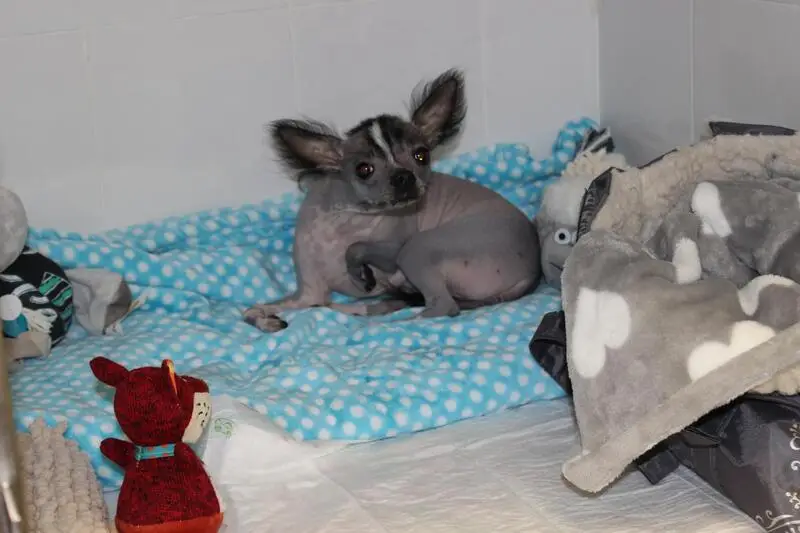 Эпиона, ветеринарный центр