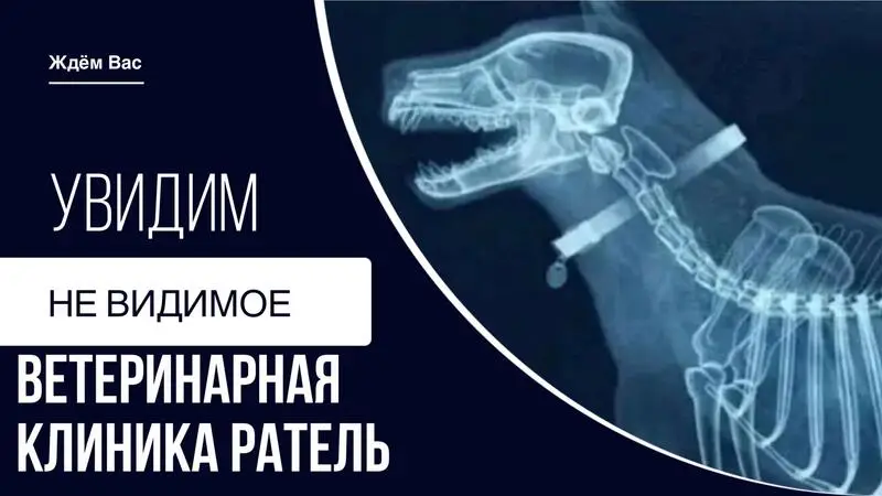 Ратель, ветеринарная клиника